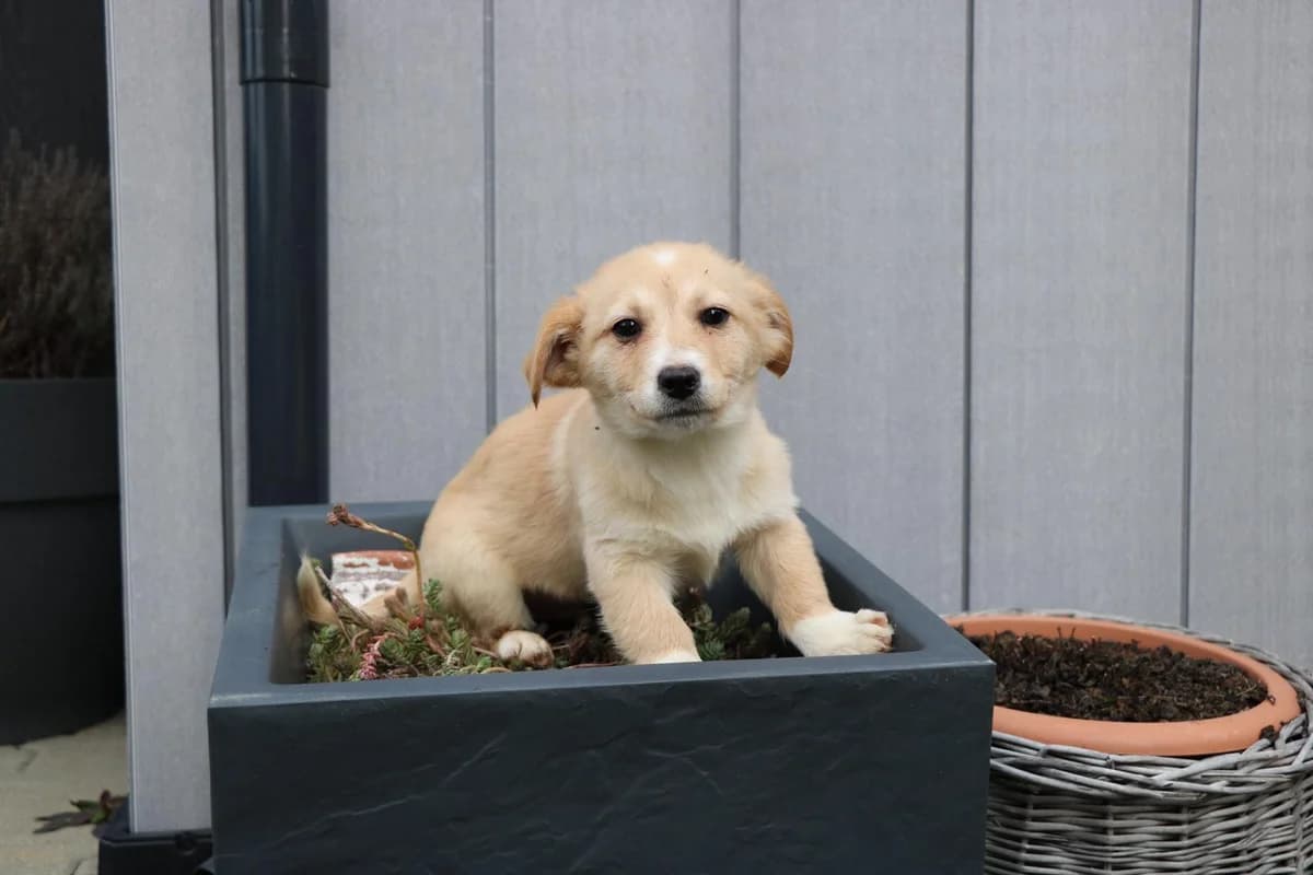 Casper, male puppy Mixed Breed for adoption at Ein Herz für Streuner e.V., München