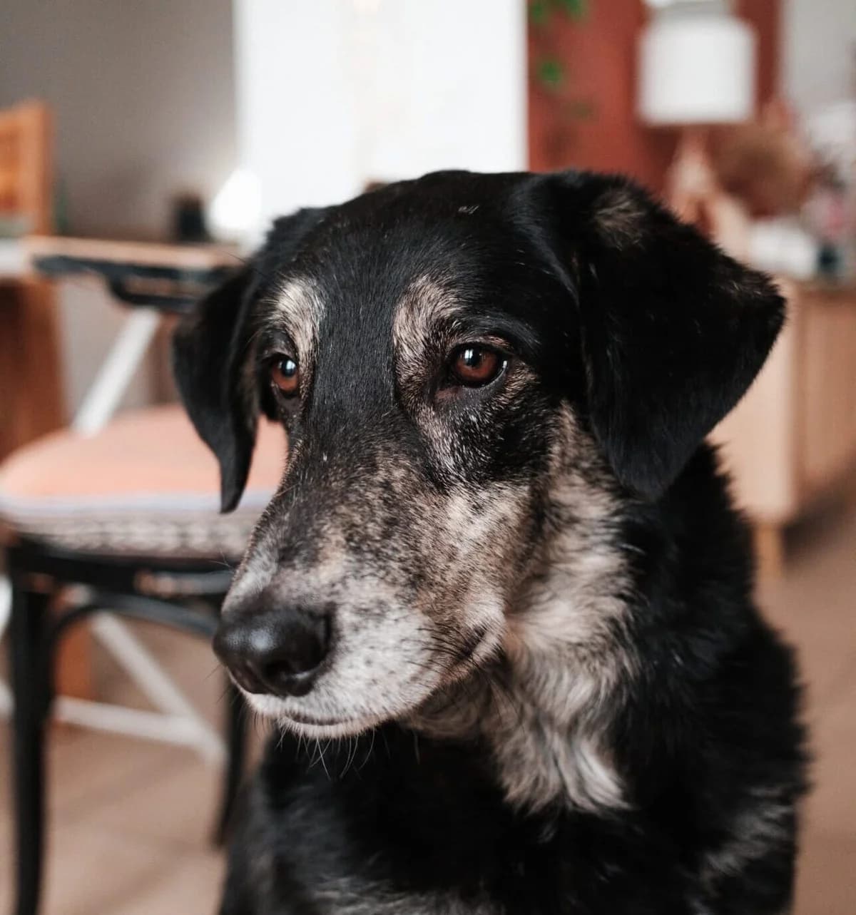 Casper, male 3yo Mixed Breed for adoption at Ein Herz für Streuner e.V., München