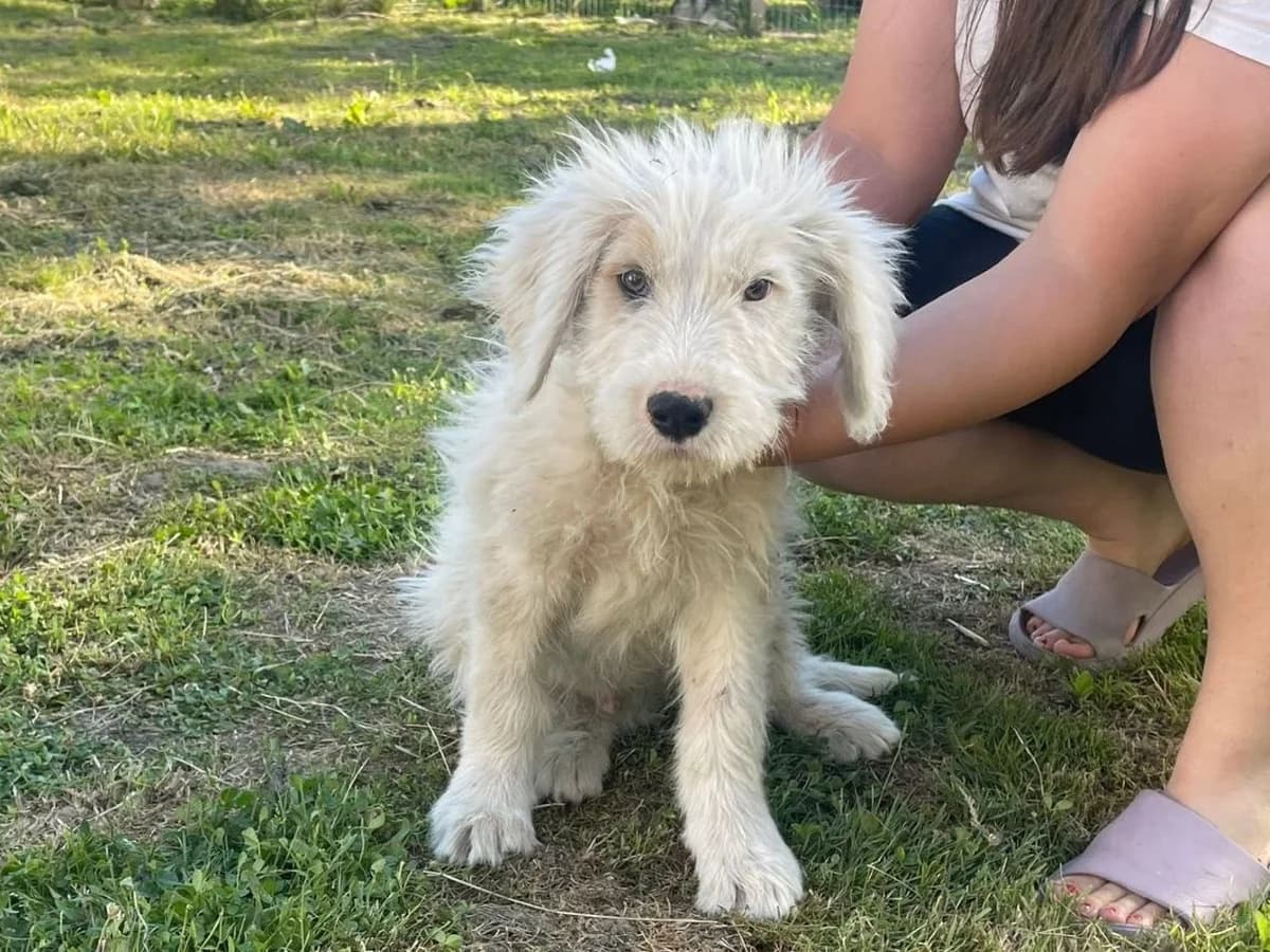 Caspian, male puppy Mixed Breed for adoption at Ein Herz für Streuner e.V., München