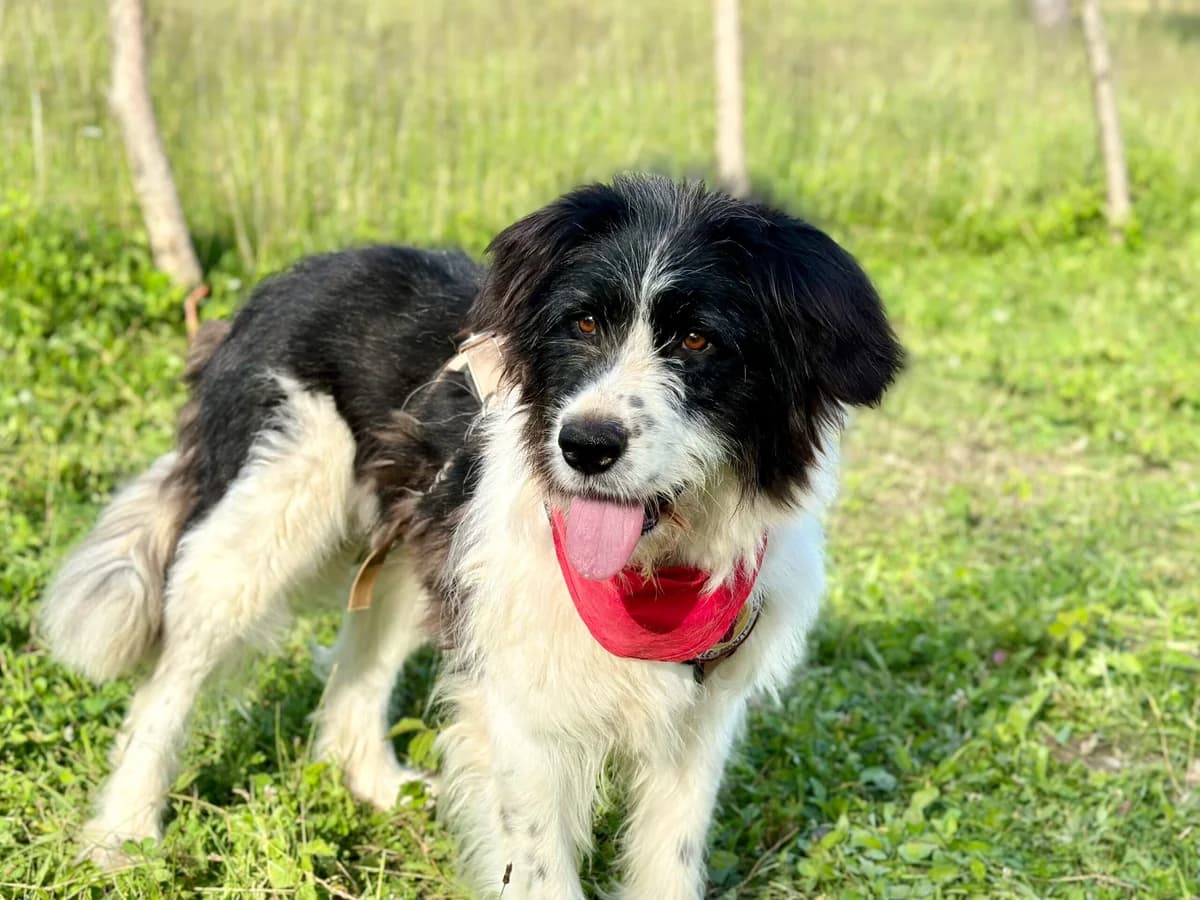 Cassandra, female 4yo Mixed Breed for adoption at Ein Herz für Streuner e.V., München