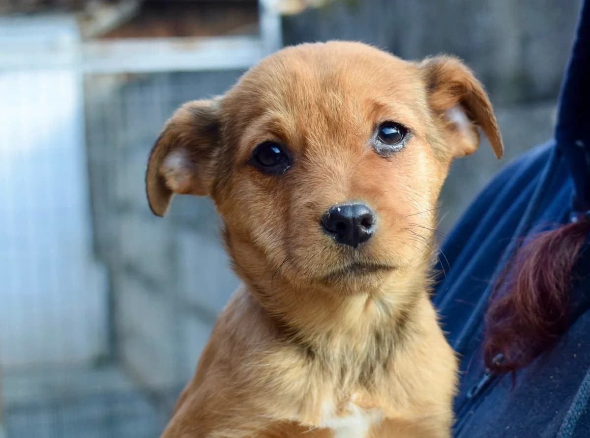 Cassia, puppy Mixed Breed for adoption at Ein Herz für Streuner e.V., München