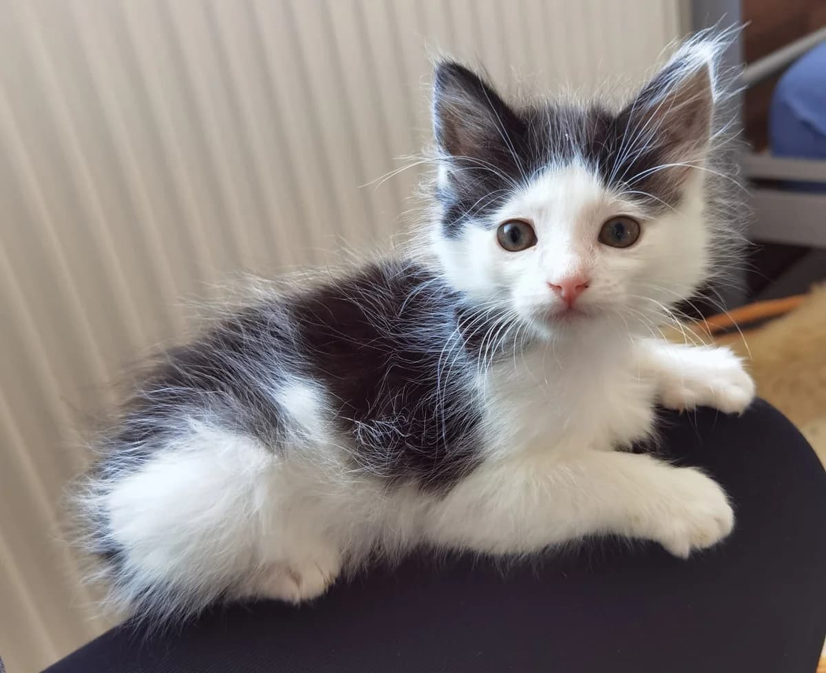 Cassis, Mixed Breed for adoption at Ein Herz für Streuner e.V., München