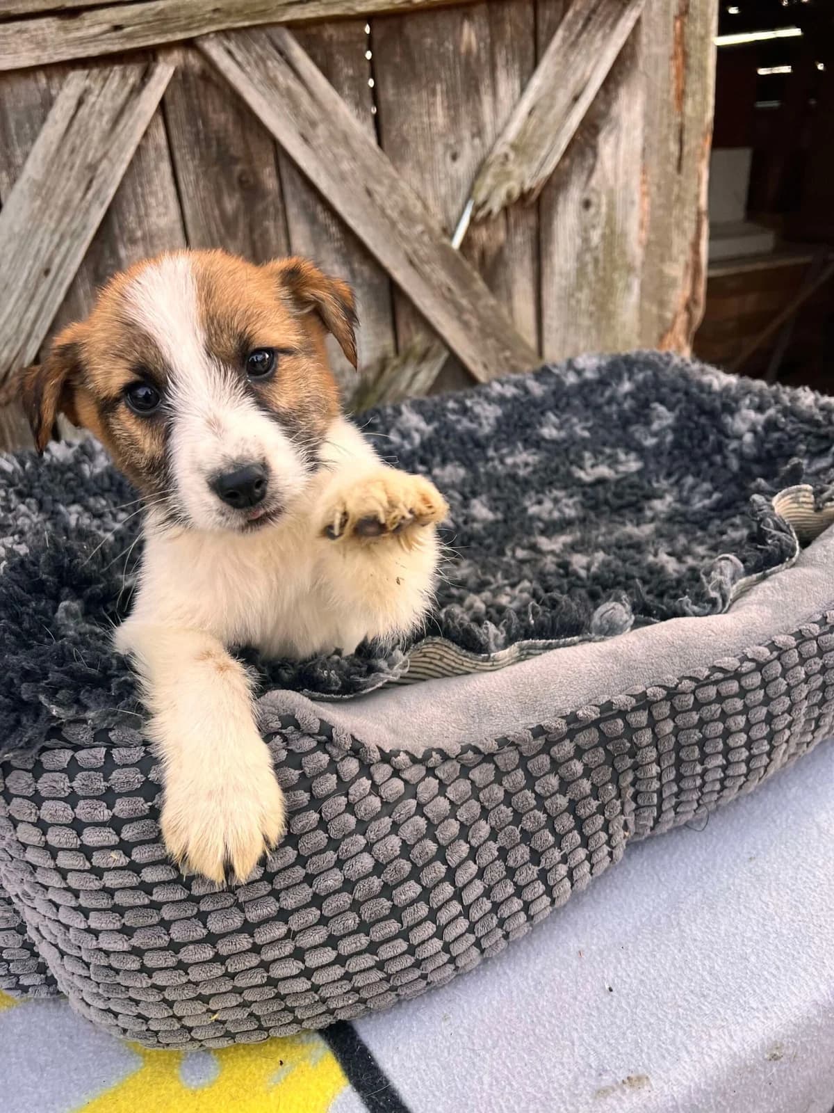 Cassy, female puppy Mixed Breed for adoption at Ein Herz für Streuner e.V., München