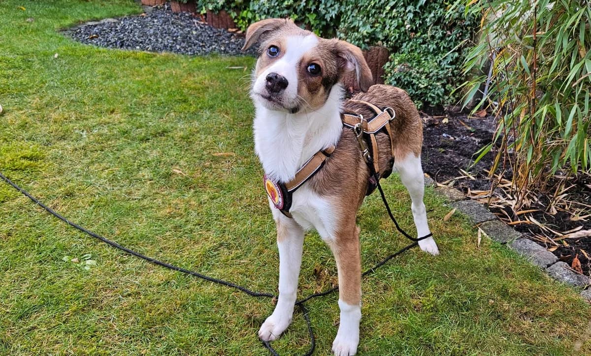 Cassy, weiß female puppy Mixed Breed for adoption at Ein Herz für Streuner e.V., München