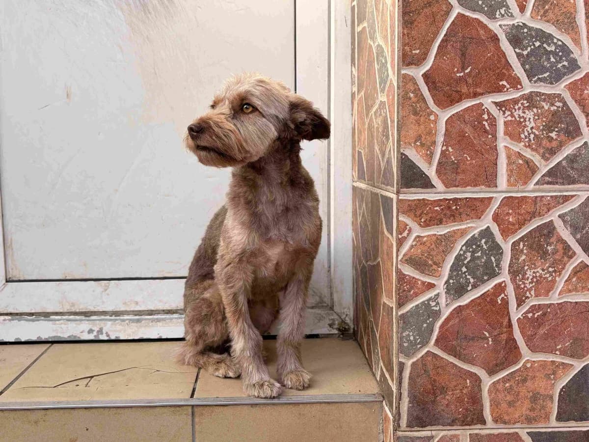 Cassy, female 5yo Mixed Breed for adoption at Ein Herz für Streuner e.V., München