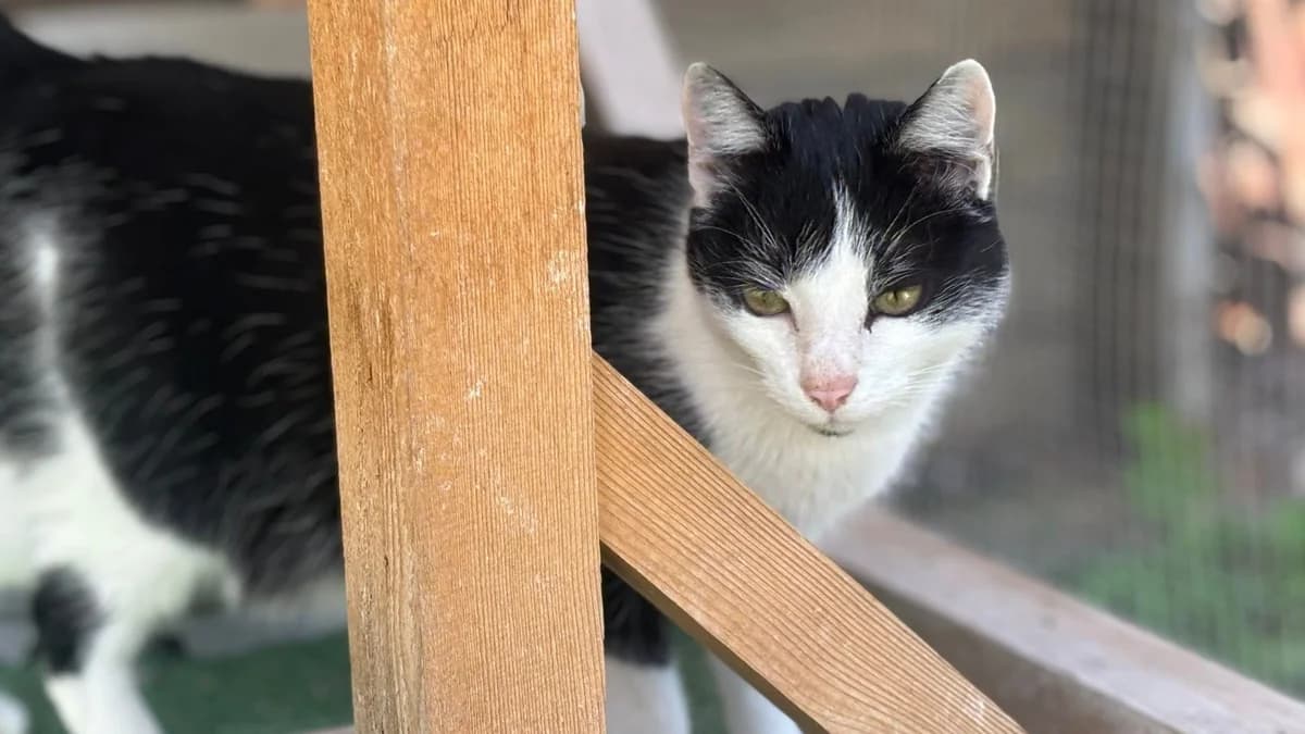 Cat Damon, male 3yo Mixed Breed for adoption at Ein Herz für Streuner e.V., München