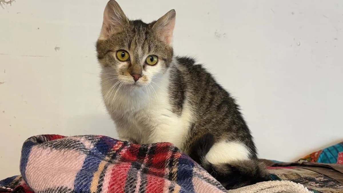 Cat Middleton, female puppy Mixed Breed for adoption at Ein Herz für Streuner e.V., München