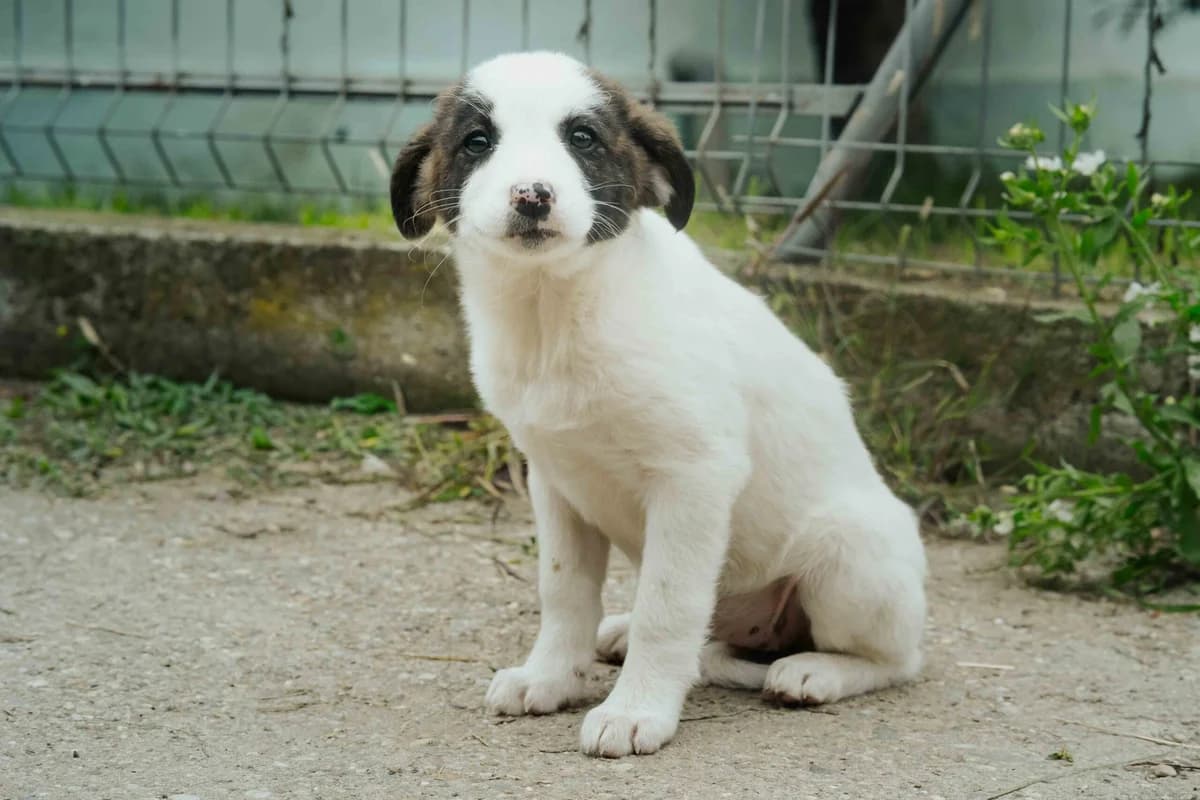 Cathleen, braun female puppy Mixed Breed for adoption at Ein Herz für Streuner e.V., München