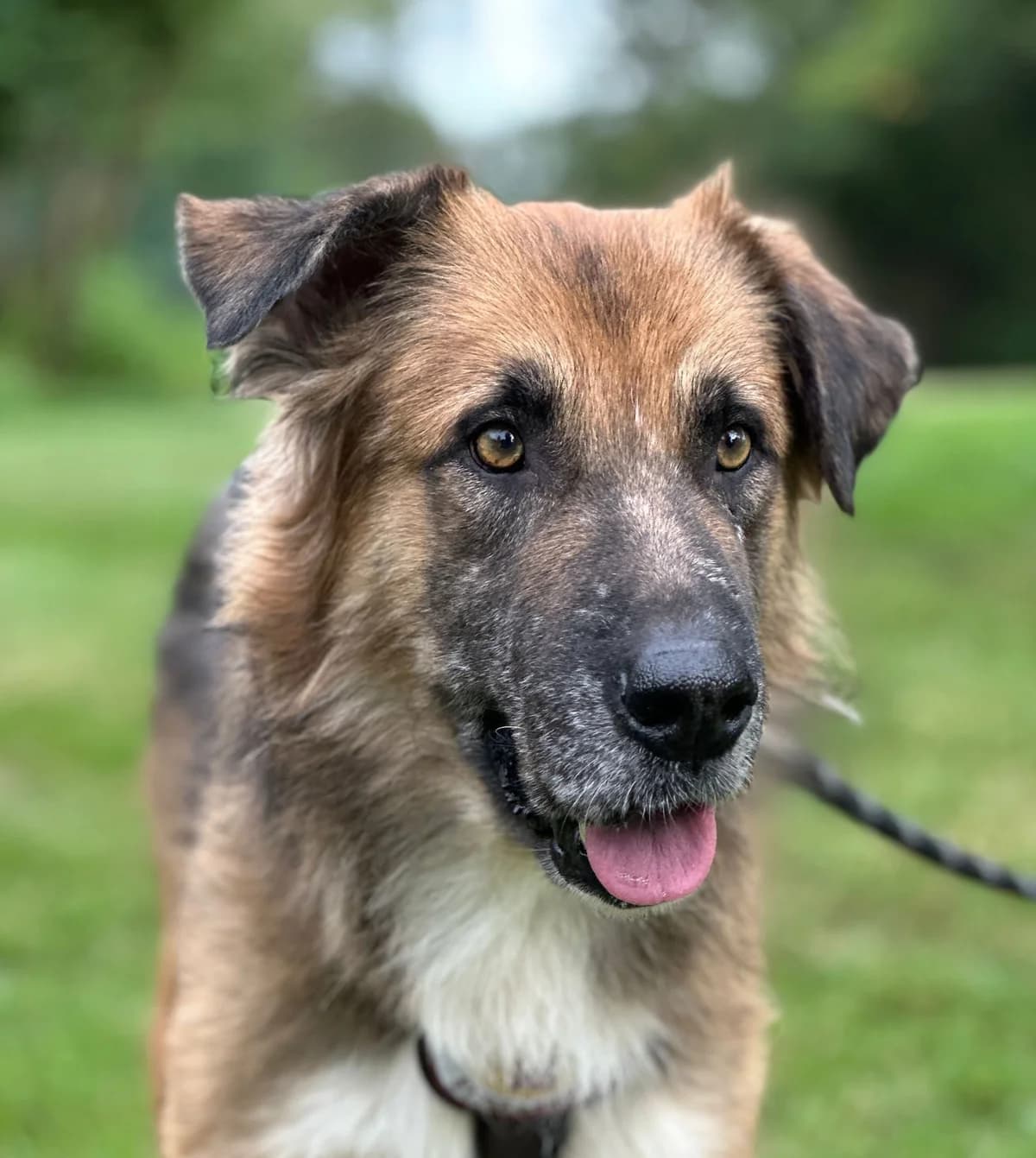 Catweazle, male senior Mixed Breed for adoption at Ein Herz für Streuner e.V., München