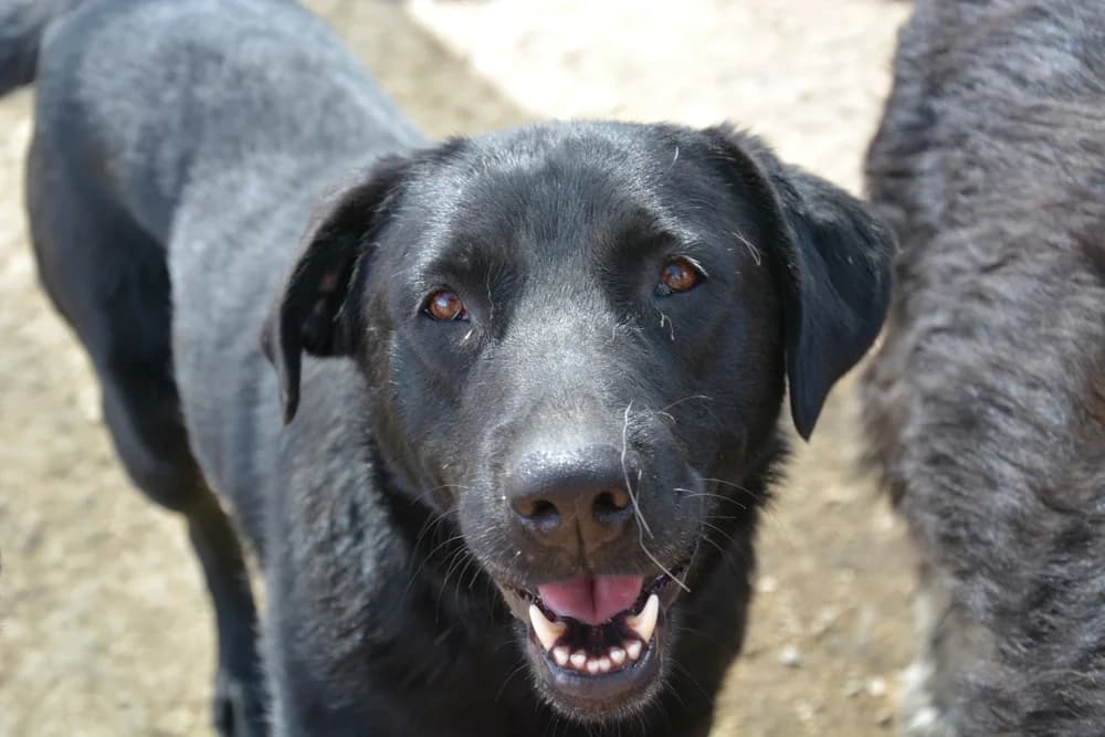 Cayenne, female 4yo Mixed Breed for adoption at Ein Herz für Streuner e.V., München