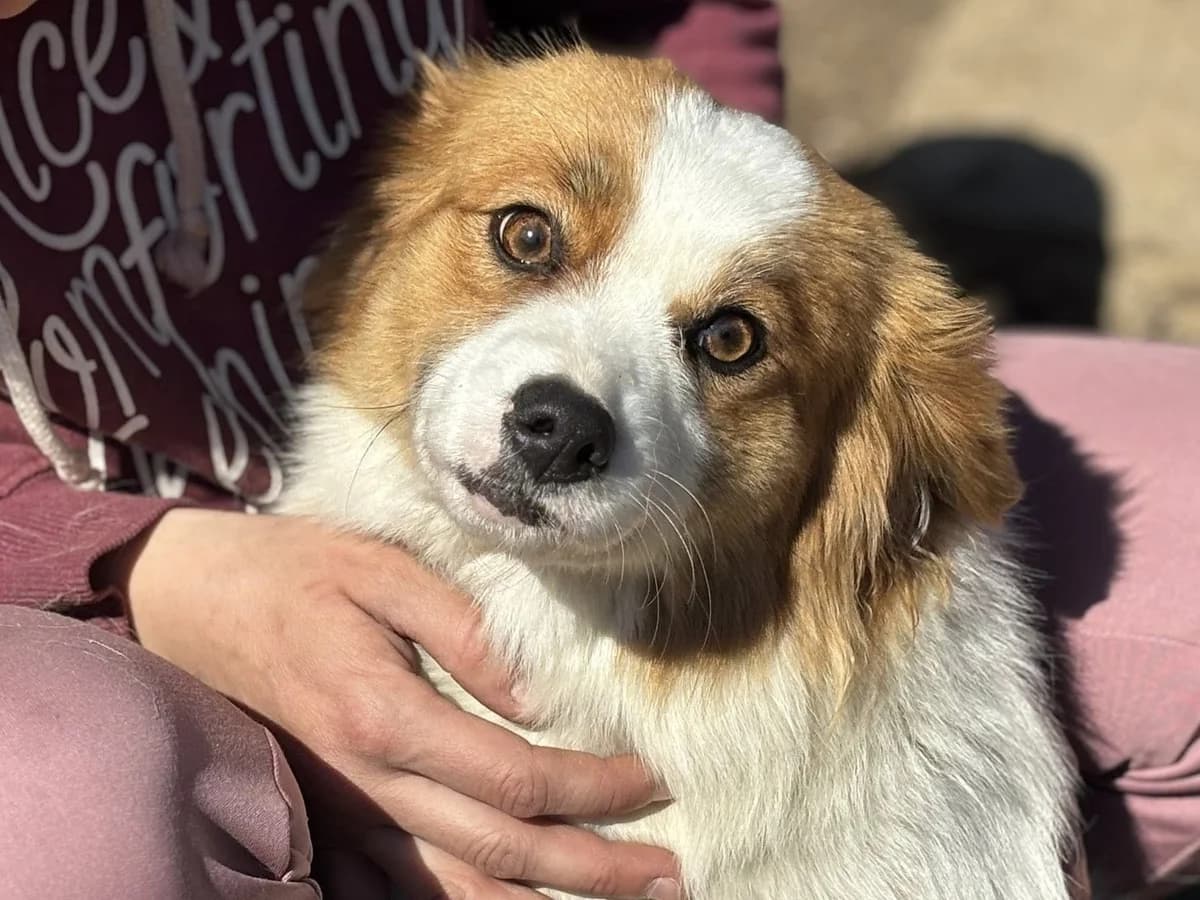 Caysie, puppy Mixed Breed for adoption at Ein Herz für Streuner e.V., München