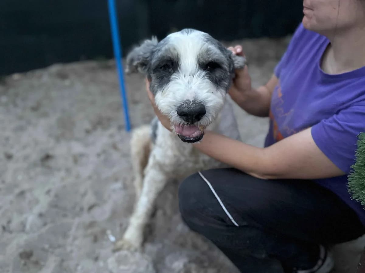 Ceapa, male senior Mixed Breed for adoption at Ein Herz für Streuner e.V., München