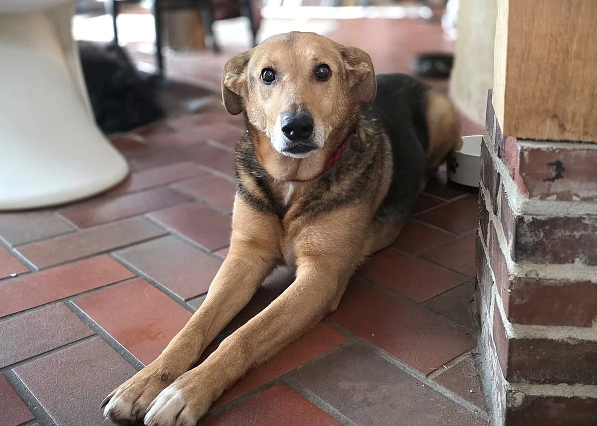 Cecile, female senior Mixed Breed for adoption at Ein Herz für Streuner e.V., München