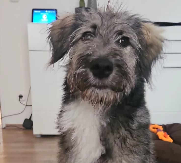 Cedric, male puppy Mixed Breed for adoption at Ein Herz für Streuner e.V., München