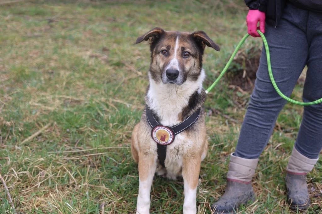 Celeste, female senior Mixed Breed for adoption at Ein Herz für Streuner e.V., München