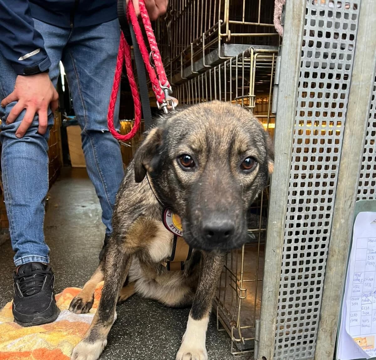 Celi, female 5yo Mixed Breed for adoption at Ein Herz für Streuner e.V., München