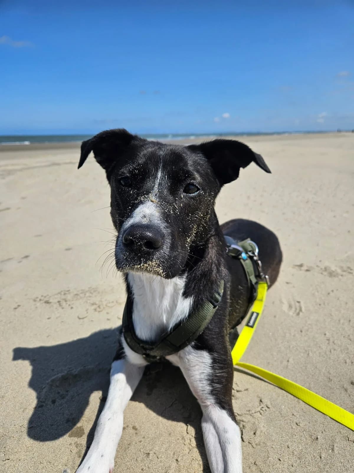 Cellie, weiß female 5yo Mixed Breed for adoption at Ein Herz für Streuner e.V., München