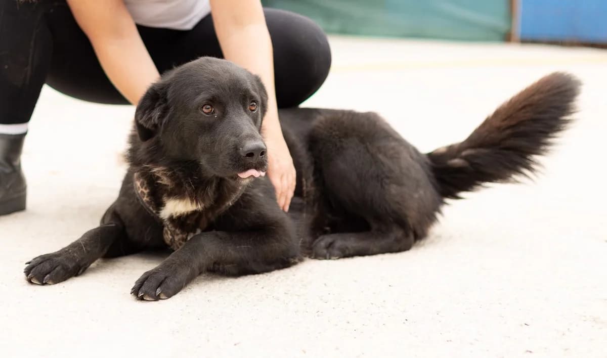 Cenzo, weiß male 5yo Mixed Breed for adoption at Ein Herz für Streuner e.V., München
