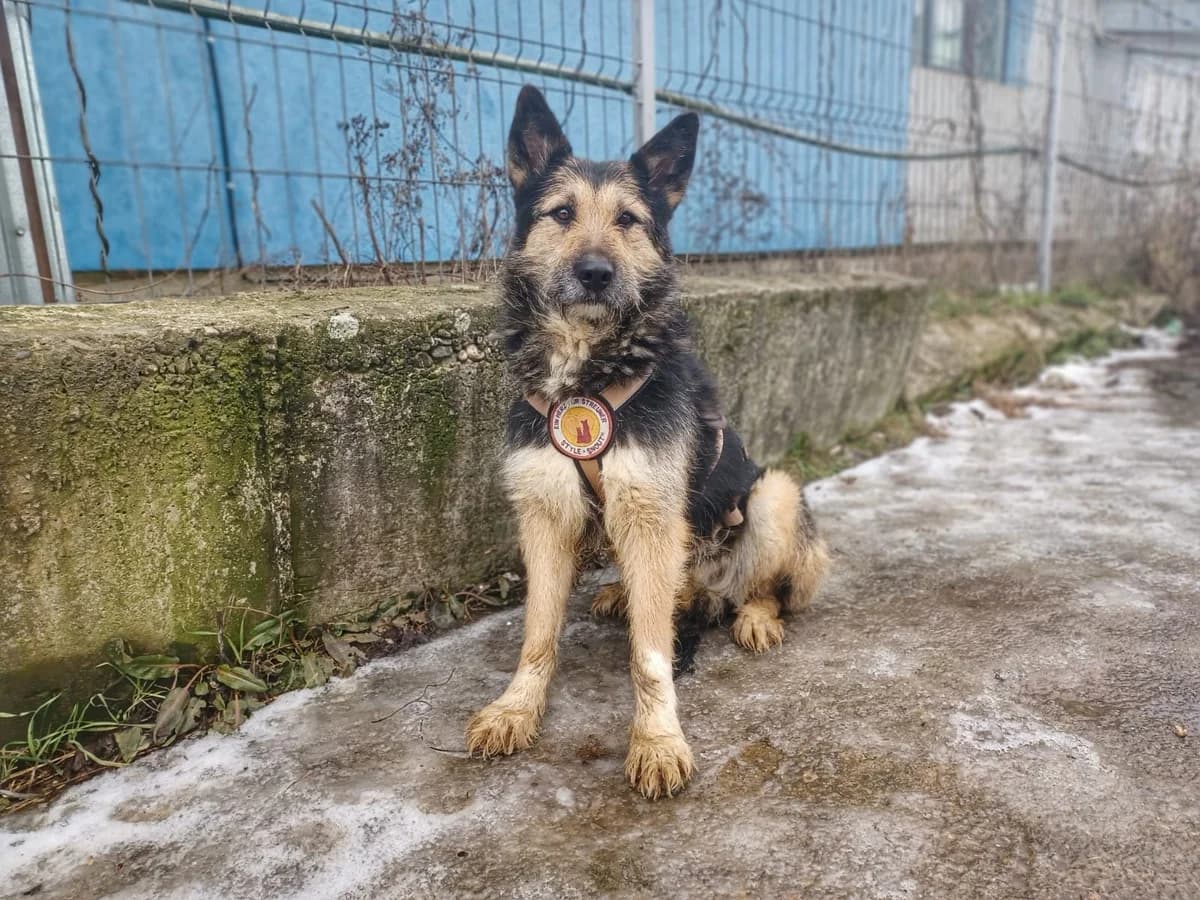 Cera, female senior Mixed Breed for adoption at Ein Herz für Streuner e.V., München