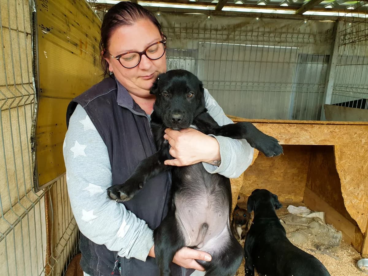 Cerberus, schwarz male puppy Mixed Breed for adoption at Ein Herz für Streuner e.V., München