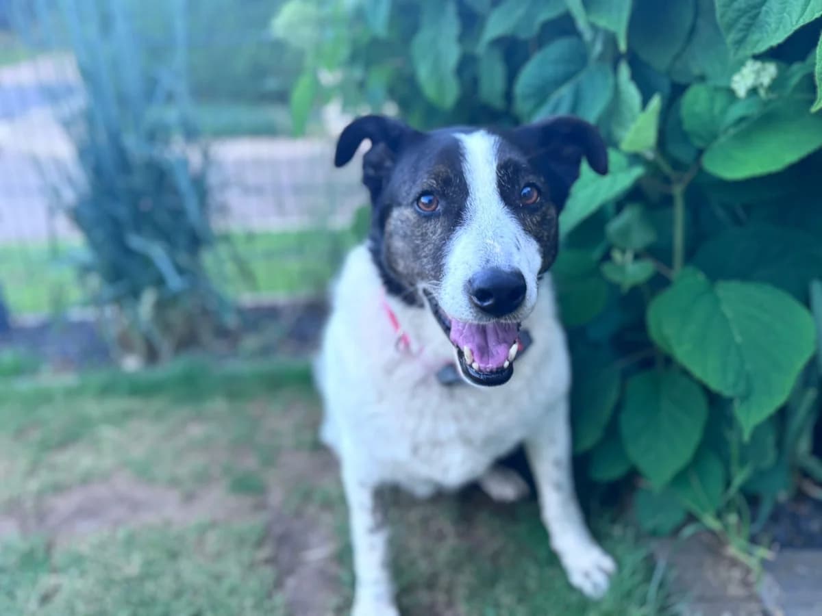 Cersei, female senior Mixed Breed for adoption at Ein Herz für Streuner e.V., München