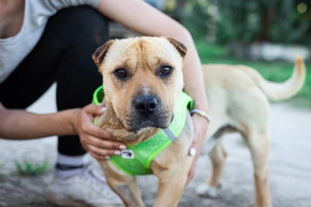 Certo, male 5yo Mixed Breed for adoption at Ein Herz für Streuner e.V., München