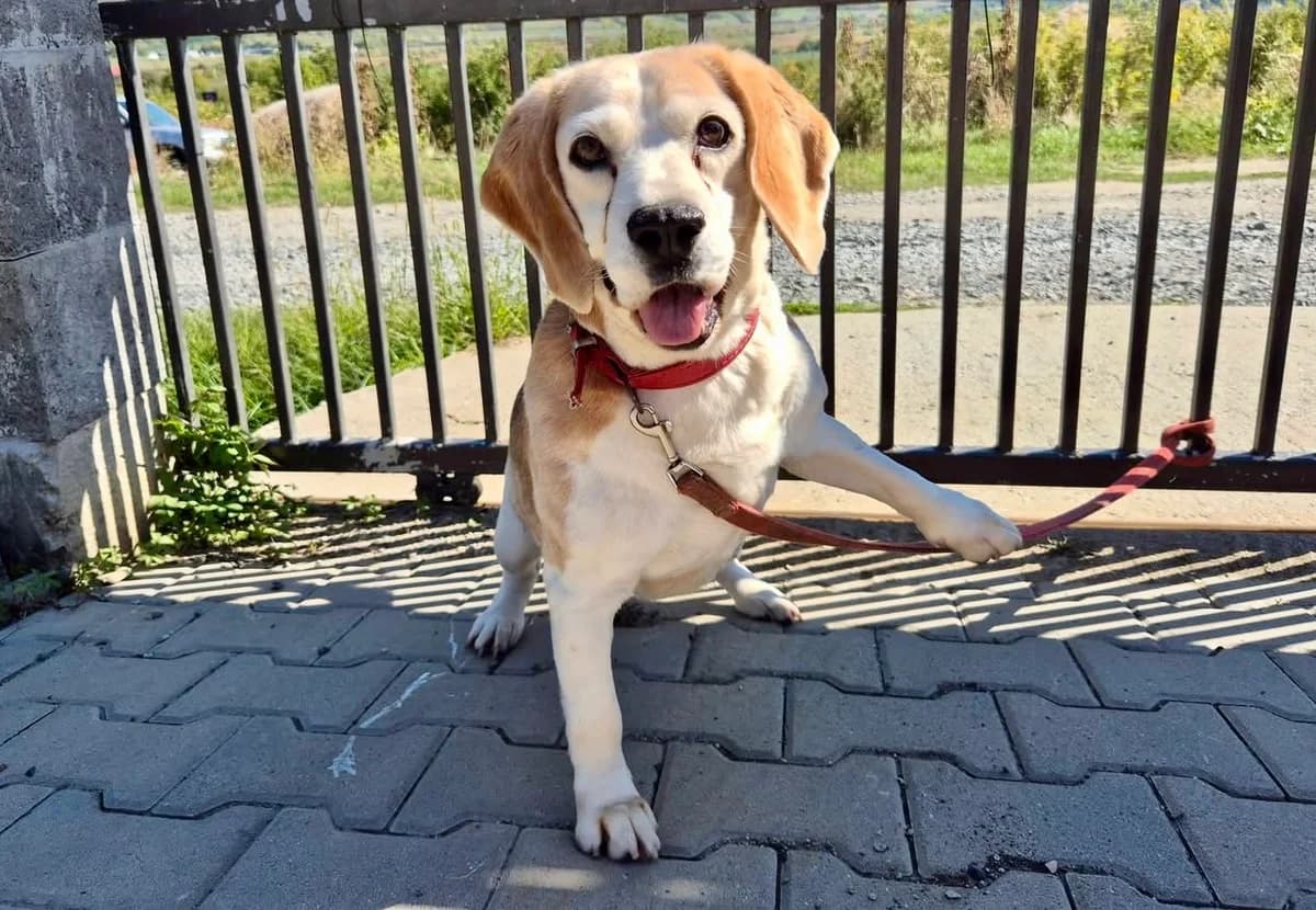 Cezar, male 5yo Mixed Breed for adoption at Ein Herz für Streuner e.V., München