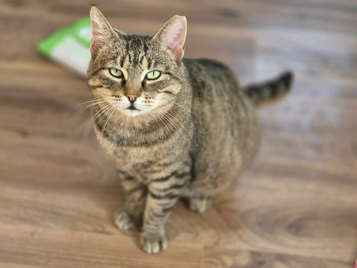 Chai, female 4yo Mixed Breed for adoption at Ein Herz für Streuner e.V., München