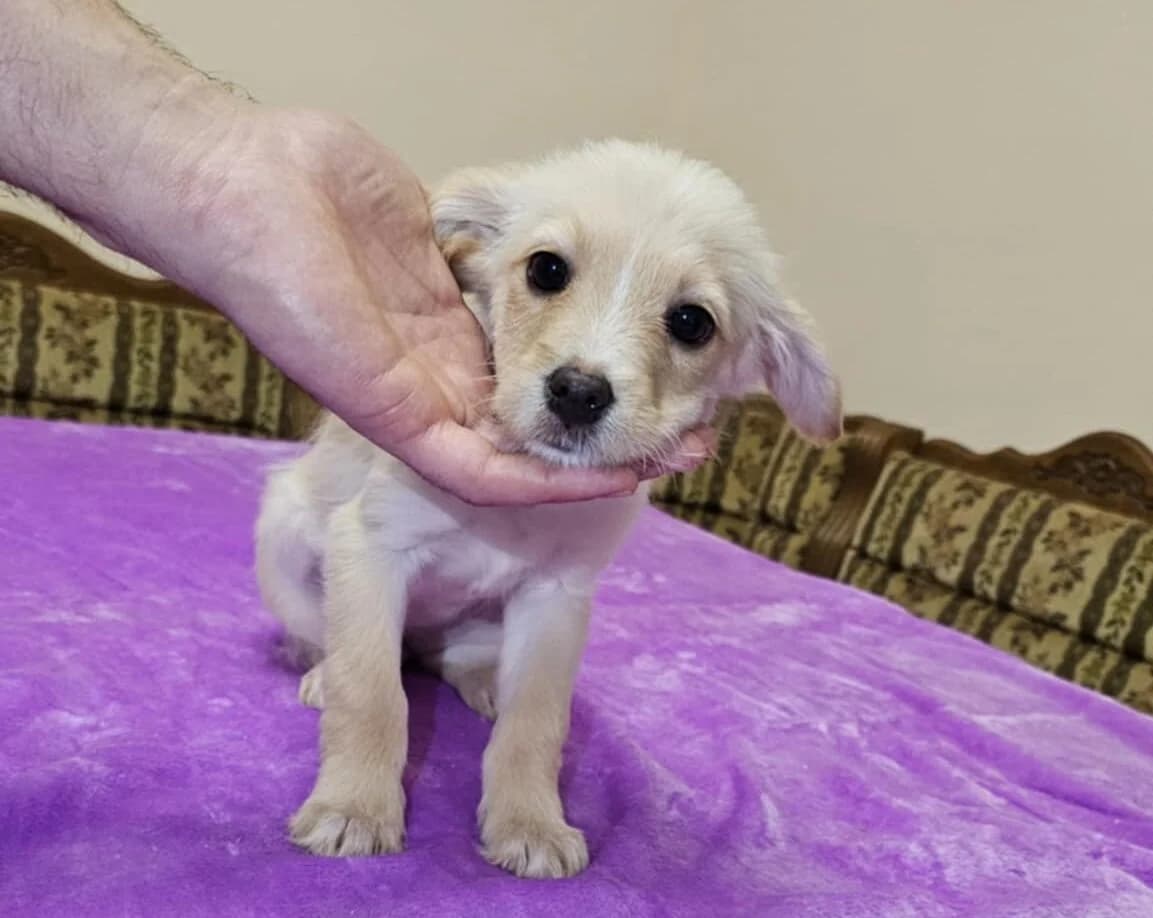 Chaka, beige female puppy Mixed Breed for adoption at Ein Herz für Streuner e.V., München