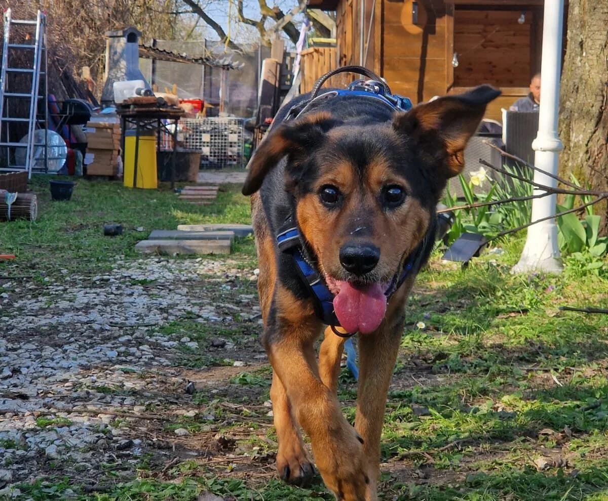 Champ, male senior Mixed Breed for adoption at Ein Herz für Streuner e.V., München