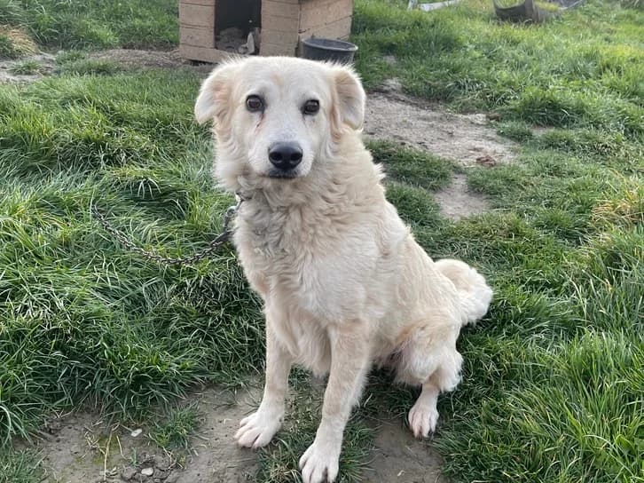 Chanel, female 6yo Mixed Breed for adoption at Ein Herz für Streuner e.V., München