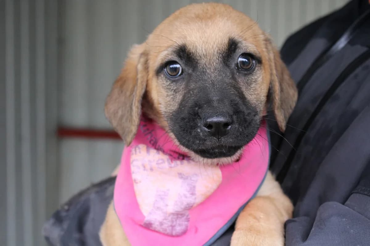 Chantal, female puppy Mixed Breed for adoption at Ein Herz für Streuner e.V., München