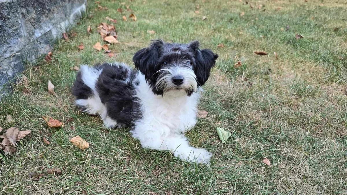 Chanti, puppy Mixed Breed for adoption at Ein Herz für Streuner e.V., München