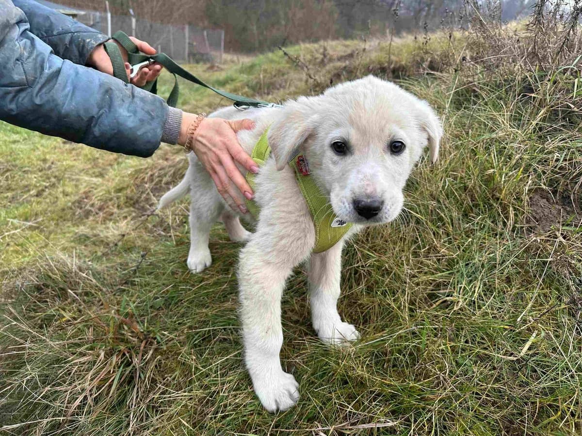 Chap, male puppy Mixed Breed for adoption at Ein Herz für Streuner e.V., München