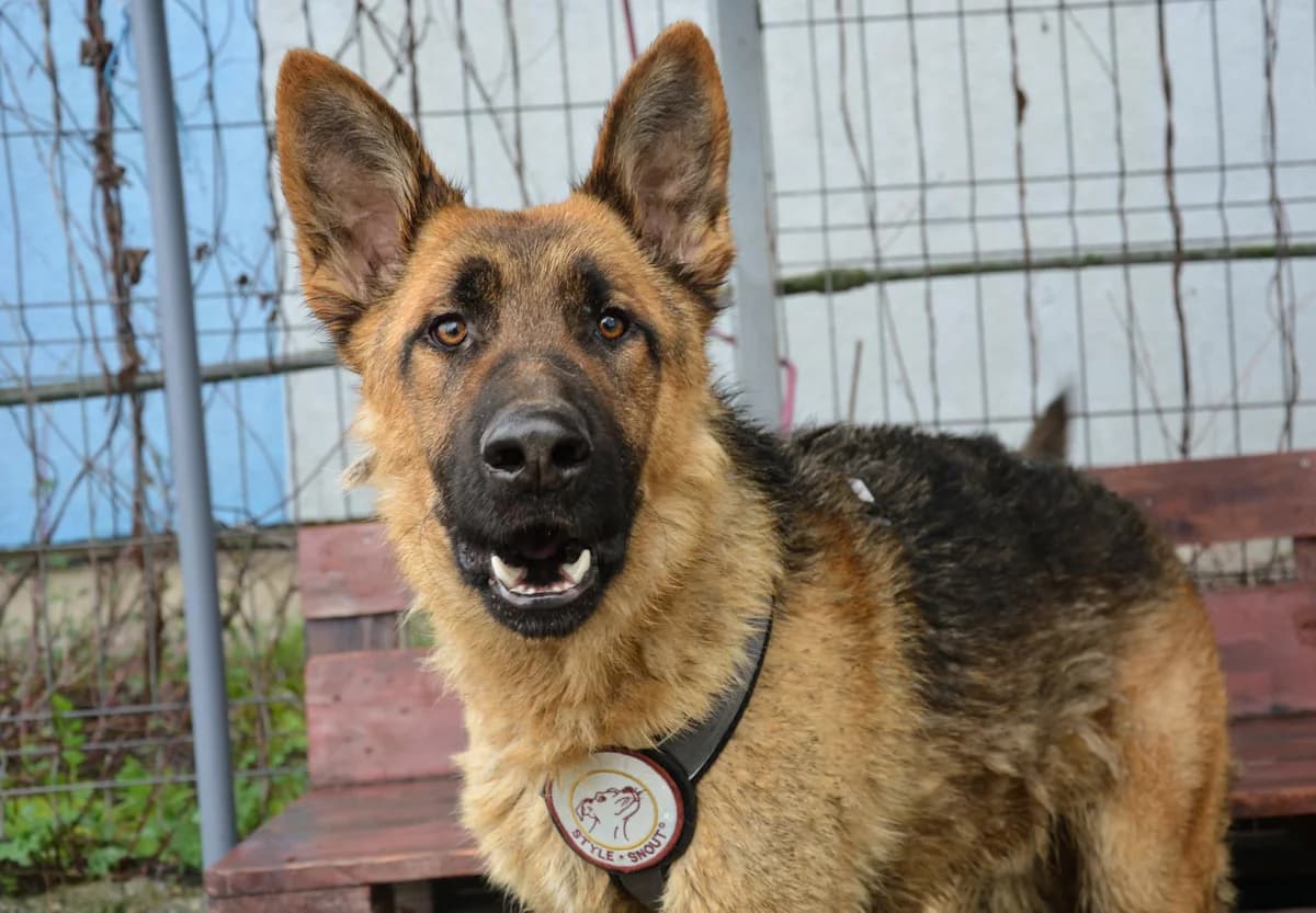 Chap, schwarz male young Mixed Breed for adoption at Ein Herz für Streuner e.V., München