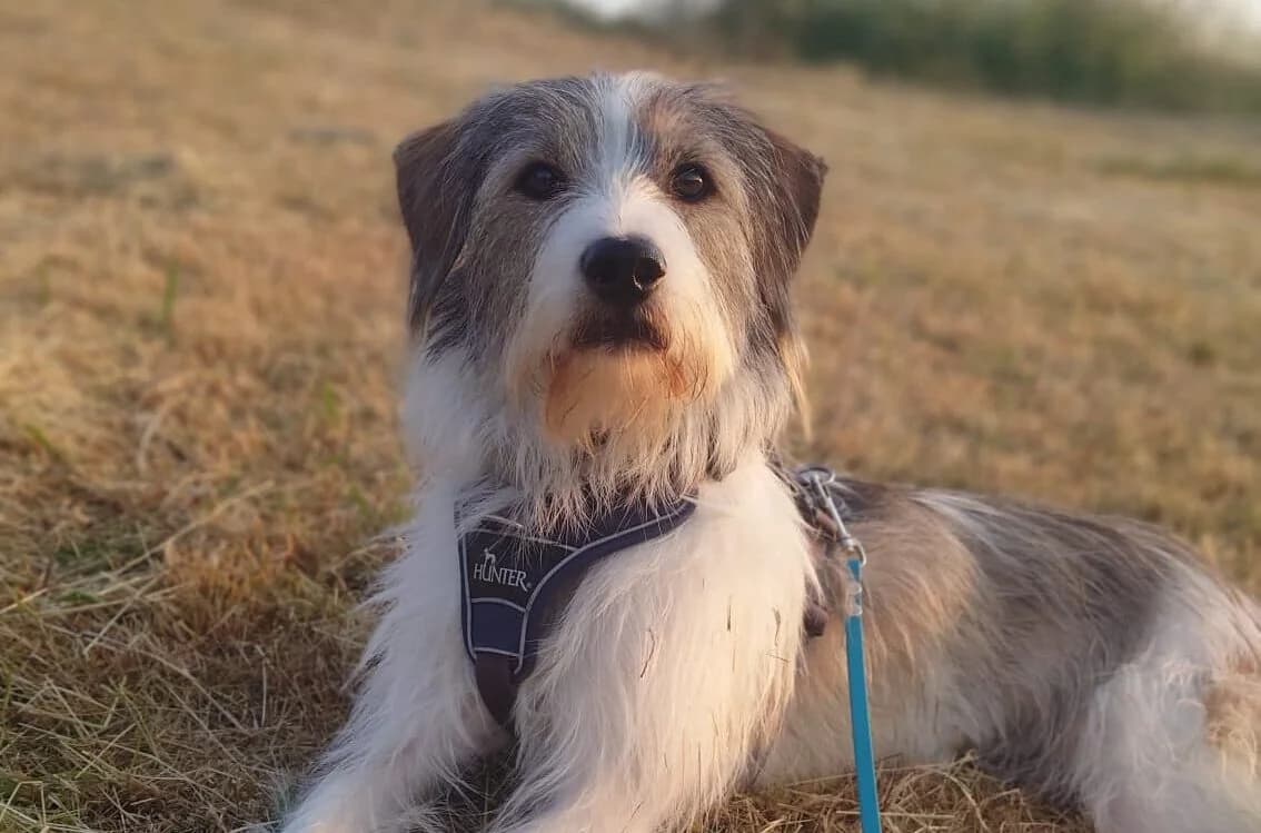 Chap, male 5yo Mixed Breed for adoption at Ein Herz für Streuner e.V., München