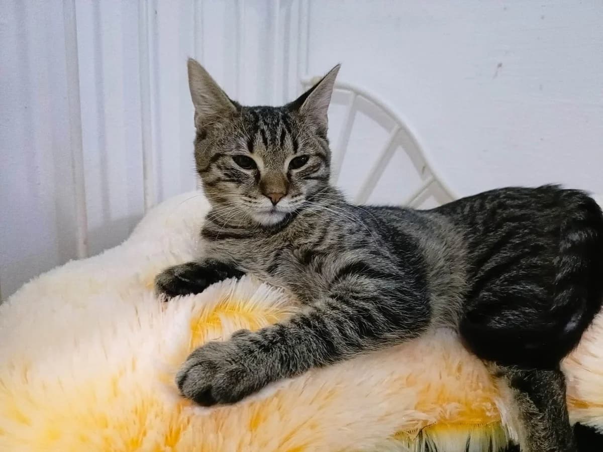 Chap, male 5yo Mixed Breed for adoption at Ein Herz für Streuner e.V., München