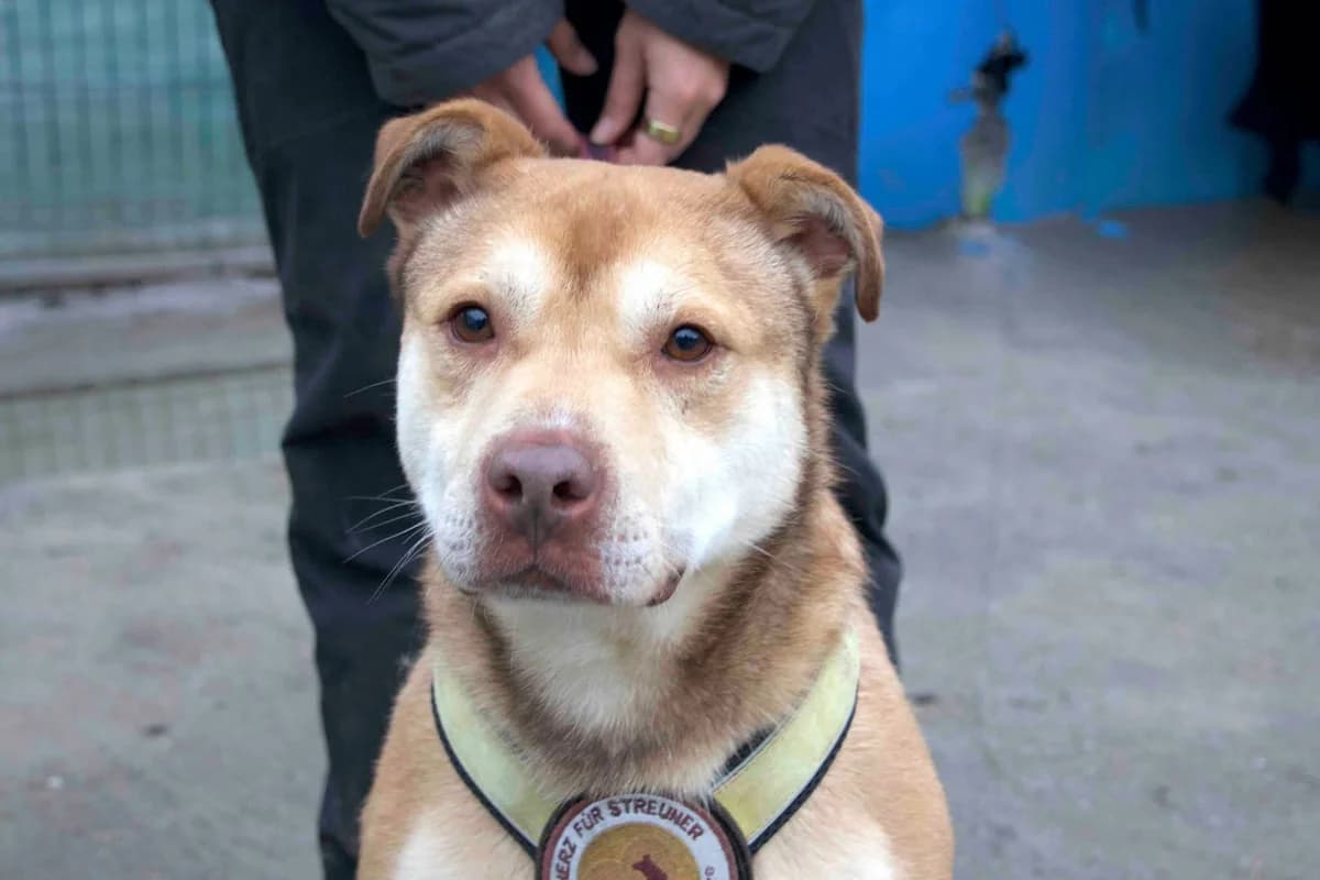 Chaplin, male senior Mixed Breed for adoption at Ein Herz für Streuner e.V., München