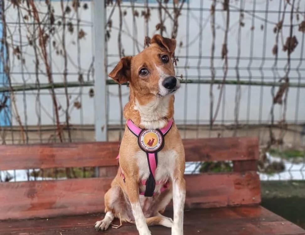 Chara, female 7yo Mixed Breed for adoption at Ein Herz für Streuner e.V., München