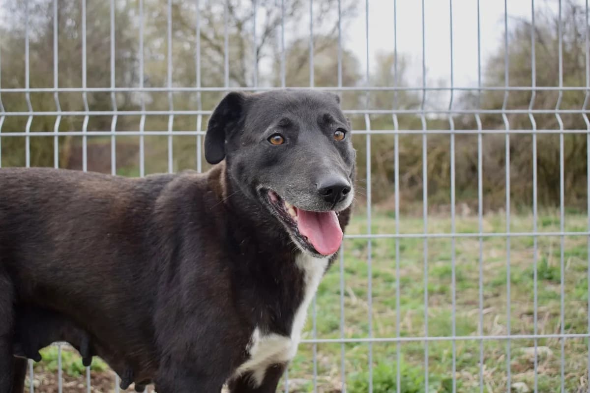 Chari, female 4yo Mixed Breed for adoption at Ein Herz für Streuner e.V., München