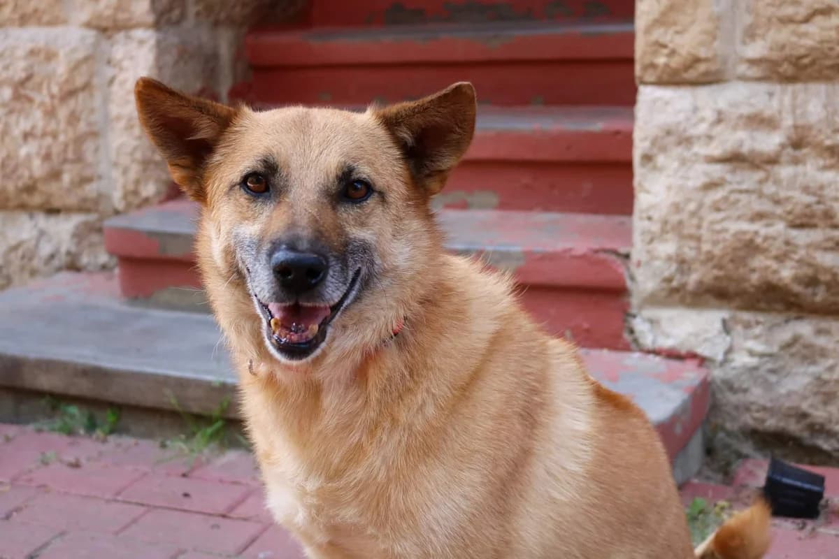 Chariowalda, gold male senior Mixed Breed for adoption at Ein Herz für Streuner e.V., München