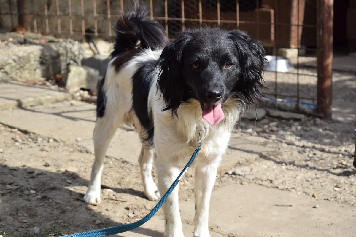 Charles, male 5yo Mixed Breed for adoption at Ein Herz für Streuner e.V., München