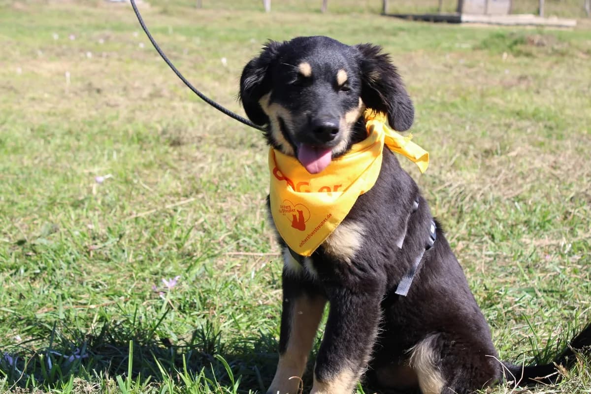 Charleston, male puppy Mixed Breed for adoption at Ein Herz für Streuner e.V., München