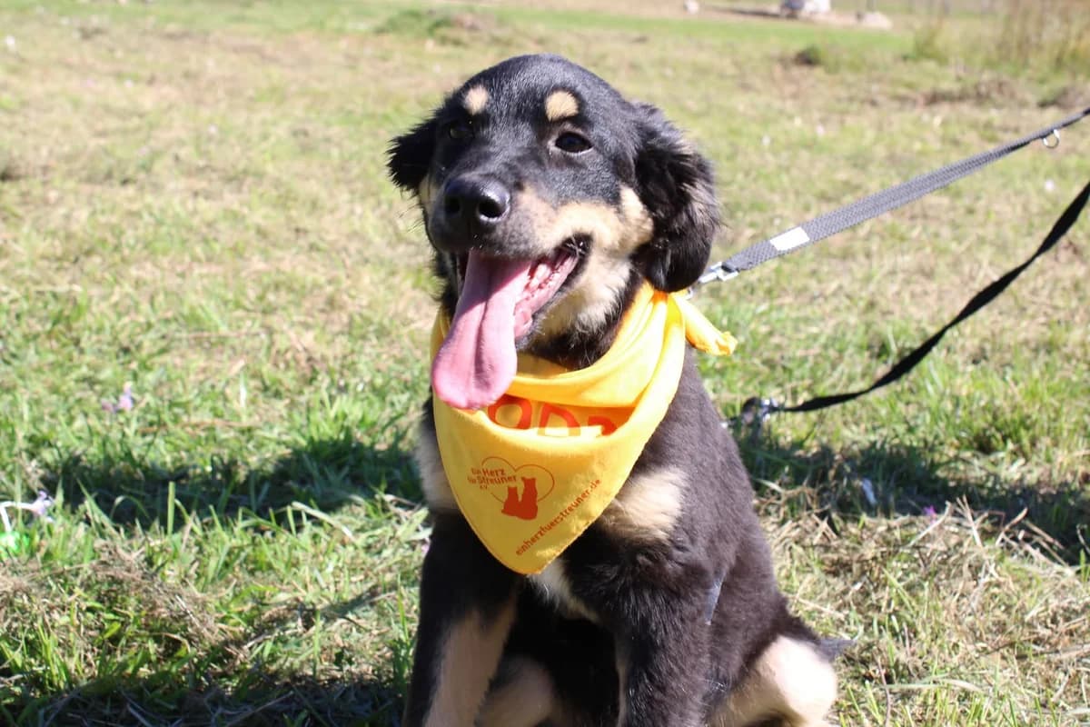 Charleston, male puppy Mixed Breed for adoption at Ein Herz für Streuner e.V., München