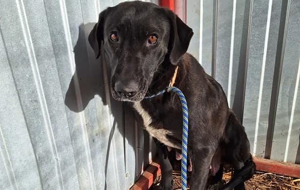 Charlie, female 6yo Mixed Breed for adoption at Ein Herz für Streuner e.V., München
