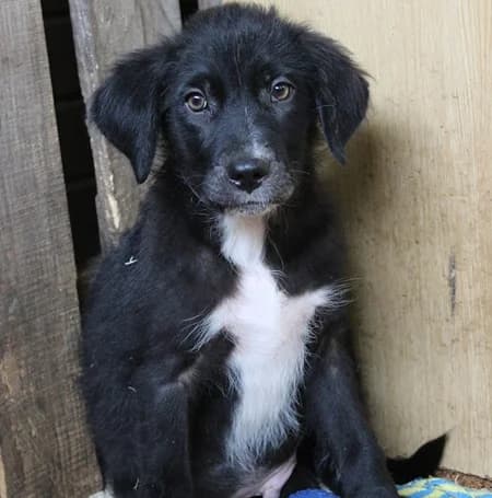Charlie, male puppy Mixed Breed for adoption at Ein Herz für Streuner e.V., München
