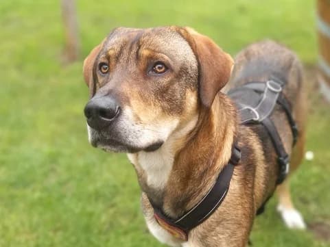 Charlie, male young Mixed Breed for adoption at Ein Herz für Streuner e.V., München