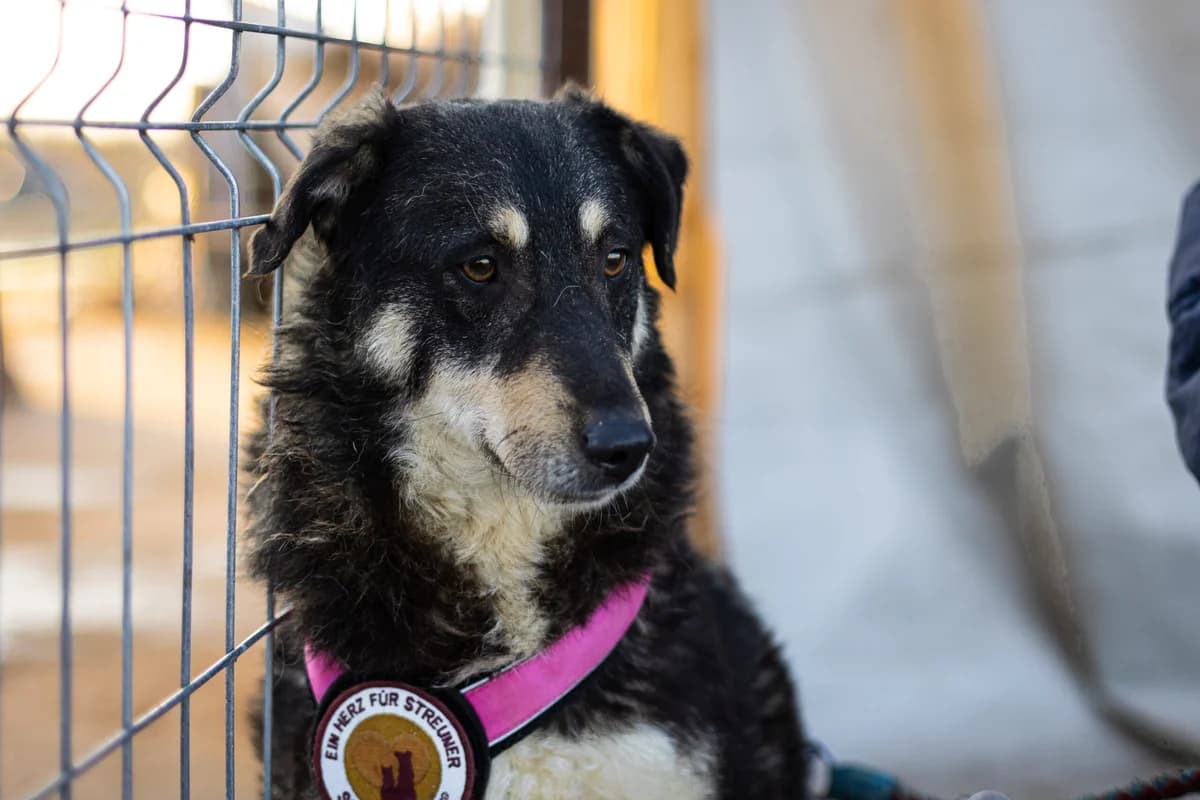 Charlie, male 5yo Mixed Breed for adoption at Ein Herz für Streuner e.V., München