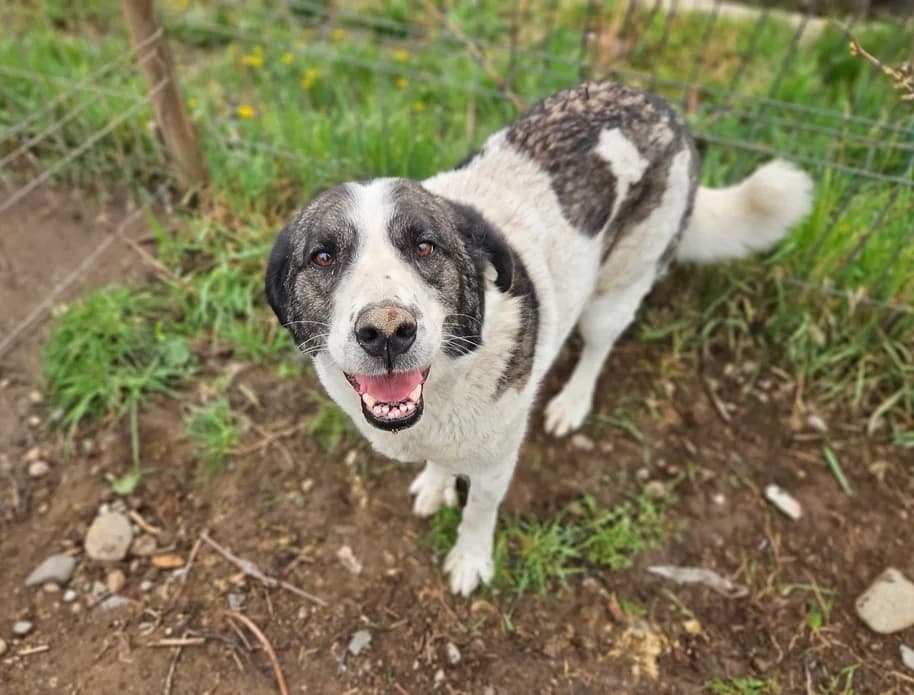 Charline, female 5yo Mixed Breed for adoption at Ein Herz für Streuner e.V., München