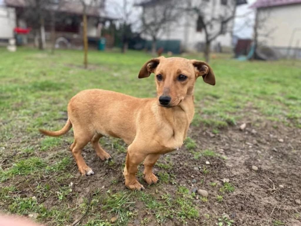 Charlotta, puppy Mixed Breed for adoption at Ein Herz für Streuner e.V., München